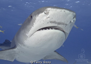 "Hello, I'll be your shark today" - adult female tiger sh... by Terry Goss 
